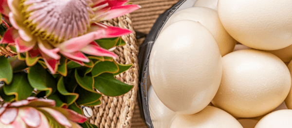 OSTRICH EGGS - Beauty in Every Shell